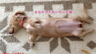 犬のおはなし 夫婦でキャンプ 焚き火